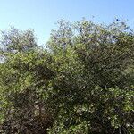 Quercus berberidifolia Агульны выгляд