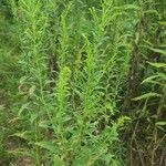 Solidago canadensisÕis