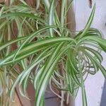 Chlorophytum comosum অন্যান্য