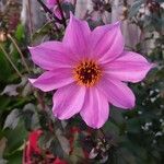 Dahlia merckii Flower