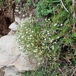 Sabulina verna Habit