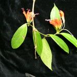 Aeschynanthus parviflorus आदत