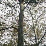 Platanus mexicana Агульны выгляд