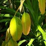 Ficus virens Leaf