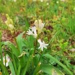 Hyacinthus spp. Blomst