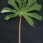 Cecropia pachystachya Feuille