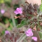 Clinopodium vulgare Bloem