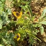 Adonis microcarpa Leaf