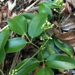 Jasminum didymum Fuelha