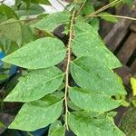 Phyllanthus acidus Leaf