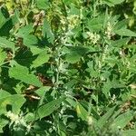 Chenopodium albumফুল