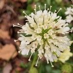 Scabiosa ochroleuca Flor