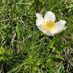 Anemone baldensis Likasa