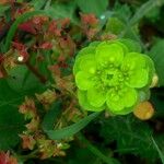 Euphorbia helioscopia花