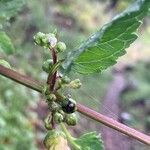Scrophularia trifoliata Mbuma
