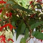 Begonia boliviensis Kukka