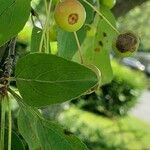 Malus baccata Leaf