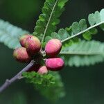 Haplocoelum foliolosum Fruit