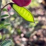 Tephrosia purpurea Gyümölcs