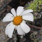 Leucanthemopsis alpina Květ