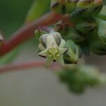 Sinocrassula indica Yeri