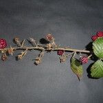 Rubus winteri Anders