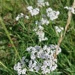 Achillea nobilisKvet