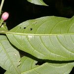 Cestrum microcalyx Deilen