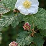 Rubus deliciosus Blüte