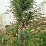 Pinus resinosa Folha