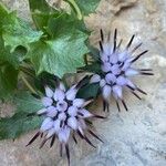 Physoplexis comosa 花