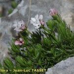 Asperula hirta Other