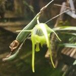 Aeranthes arachnites Flower