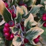 Cotoneaster obscurus