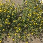 Ononis variegata Квітка