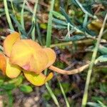 Sarracenia purpureaFlor