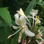 Hedychium flavescens Květ