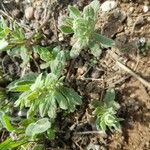 Helianthemum ledifolium Leaf