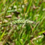 Setaria viridis Flor