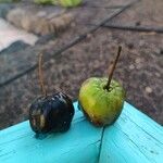 Cascabela thevetia Fruto