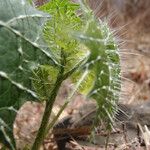 Cnidoscolus angustidens Fruto