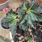 Begonia heracleifolia 叶