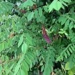 Amorpha fruticosa Habit