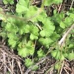 Saxifraga granulata Hoja