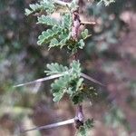 Acacia ehrenbergiana Blad