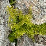 Woodsia ilvensis Costuma