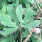 Mimosa velloziana Leaf