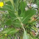 Verbascum lychnitisBlatt