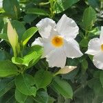 Mandevilla boliviensis Flower