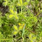 Caucalis platycarpos Fruit